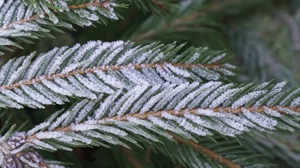 Spruce branches covered with frost. Christmas tree with hoarfrost.