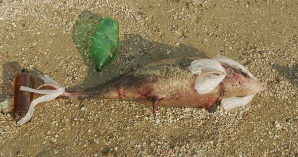 Environment and Wildlife: Dead Young Dolphin on the Sea Shore. Earth Wildlife, Environmental