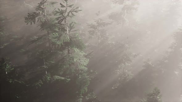 Aerial Sunrays in Forest with Fog