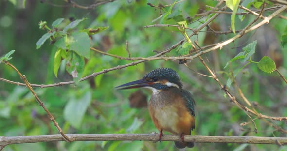 Common Kingfisher Resting On A Branch Of Tree In The Forest. - static close up