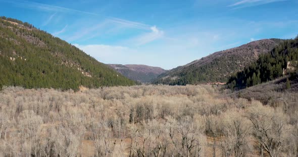 Barren trees in mountains of Colorado with drone shoting in.