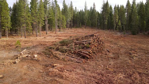 Aerial shot of a logged forest