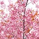 Sakura - VideoHive Item for Sale