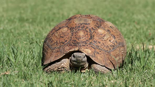 Leopard Tortoise