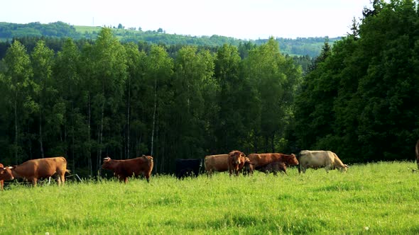 A Herd of Cows Grazes in a Pasture on a Sunny Day, a Forest in the Background