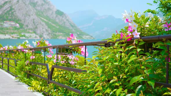 Beautiful Colorful Flowers on the Road in Front of Lake Garda