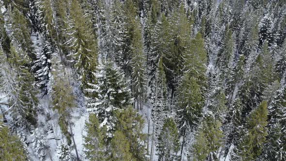 Aerial shot of snow covered spruce and pine forest. Beautiful mountains.