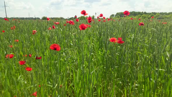 Drone flies extremely close up to poppy flowers in wheat field. Some blossoming poppies.
