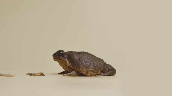 Cane Toad Bufo Marinus Eating Larva on a Beige Background in the Studio