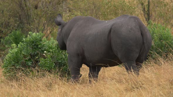 Rhinoceros eating in Maasai Mara National Reserve