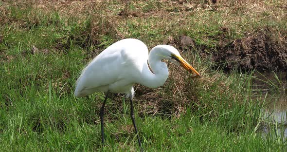 Great White Egret, egretta alba, Adult Fishing in Swamp, Nairobi Park in Kenya, Real Time 4K