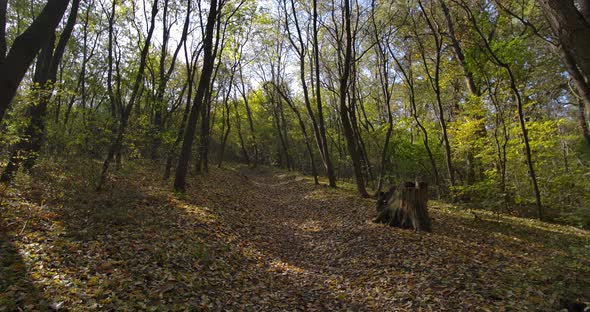 Leaves On The Ground