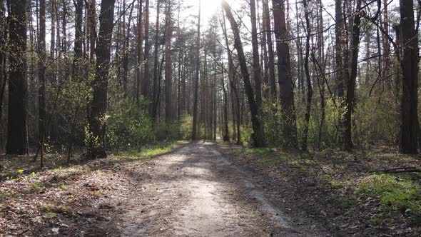 Aerial View of the Road Inside the Forest