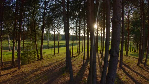 Pine forest at sunset