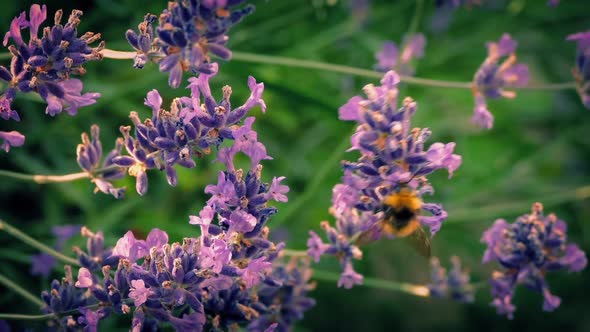 Bee Collecting Pollen From Flowers