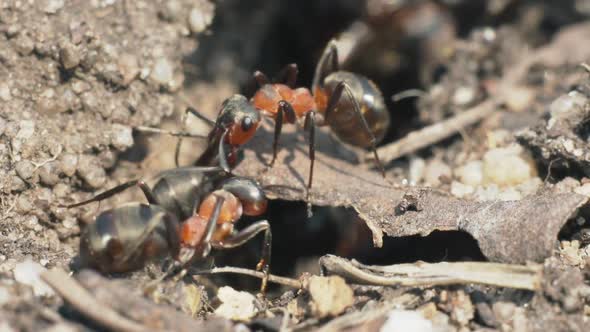 Ants At Entrance To Anthill