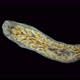 Worm Archicotylus Sp. Under the Microscope. Families Dendrocoelidae. Endemic - VideoHive Item for Sale