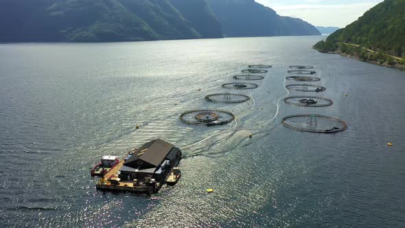 Farm Salmon Fishing in Norway