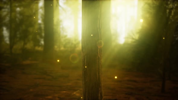 Firefly in Misty Forest with Fog alt