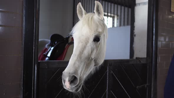 White Horse in a Stall in the Stable