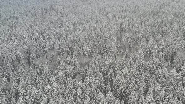 View From the Height of the Winter Forest with Snowcovered Trees in Winter