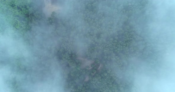 The camera flies over a forest covered in fog