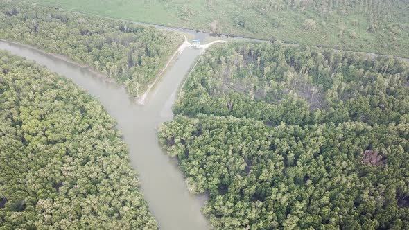 Aerial view mangrove tree forest and river at Batu Kawan