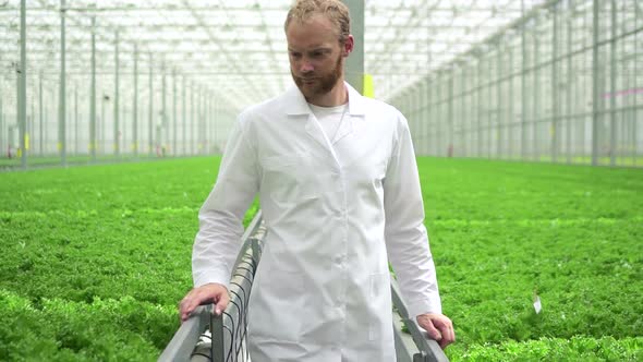 Man Employee Walking in Hydroponic Greenhouse and Checking Green Plants During Work Process Spbd