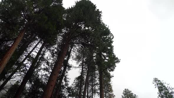 Looking up at trees in Yosemite Valley during the day. 30p conformed to 24p.