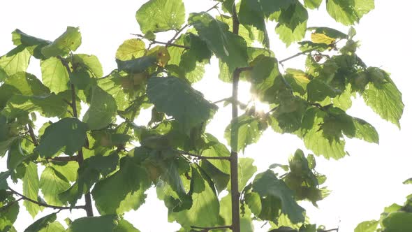 Hazelnut Trees Agriculture Field