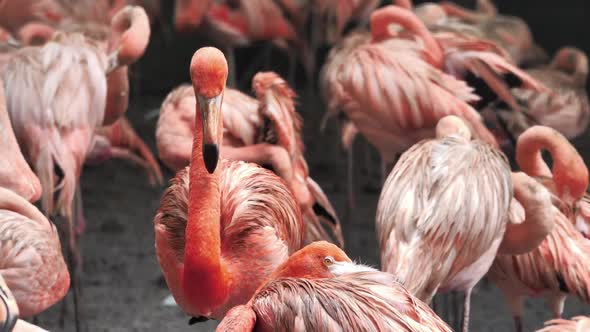 A group of pink flamingos