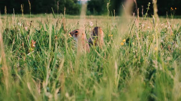 Two Young Gopher Looking for Food in a Lush Green Meadow. Gopher Stands on His Hind Legs and Looks