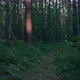 Fast running on dark dense forest path - VideoHive Item for Sale