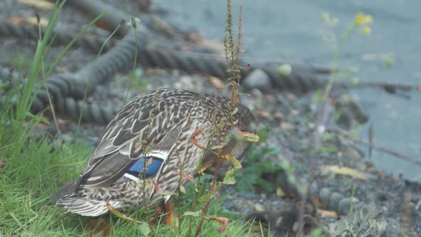 Mallard female duck pruning her chest feathers on shoreline