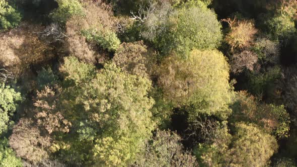 Top Shot Flying Above Multicolored Autumn Trees Woodland with Lush Leaves Branches