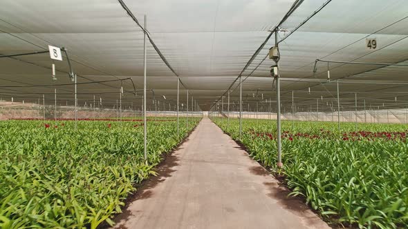 Aerial footage from inside a large greenhouse with flowers