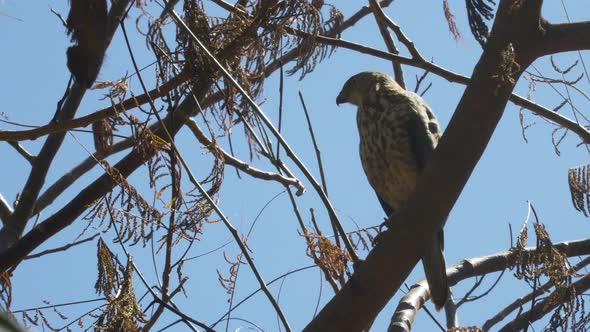 Predator bird resting on branch high in tree with blue sky background, Fiji