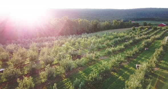 Beautiful aerial of backlit apple orchard at sunrise or sunset showing ladders propped up on trees,