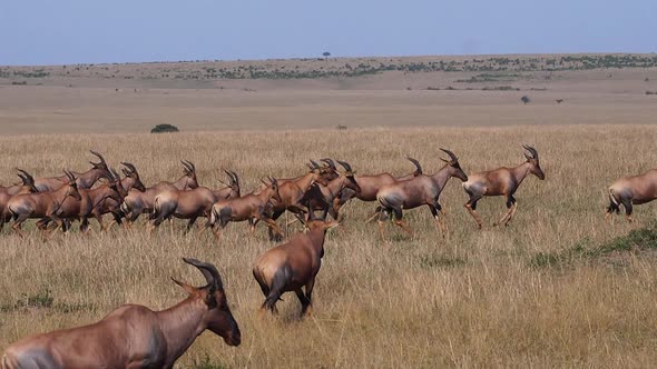 980473 Topi, damaliscus korrigum, Ostrich, Group running through Savannah, Masai Mara Park in Kenya,