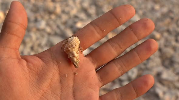 Close Up of Human Hand Holding Small Cute Hermit Crab in a Seashell on the Sunny Ocean Shore Wild