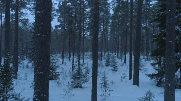 Dark Forest in Winter Evening