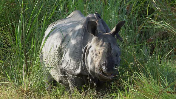 Indian Rhinoceros (Rhinoceros Unicornis), Also Called the Greater One-horned Rhinoceros Grazing in