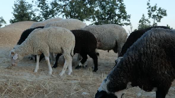 Sheep Grazing Field