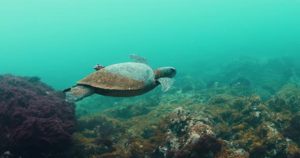 Majestic green turtle with little shell stuck to back