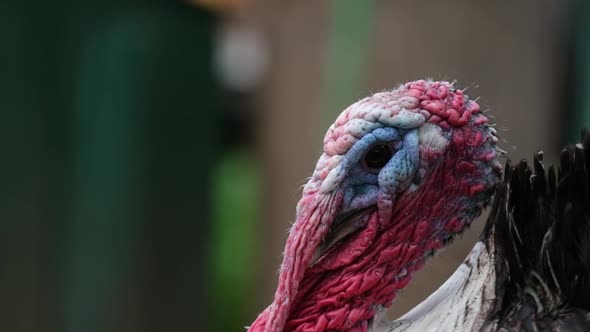 Beautiful Domestic Turkey Bird with a Red Head on a Fresh Green Meadow