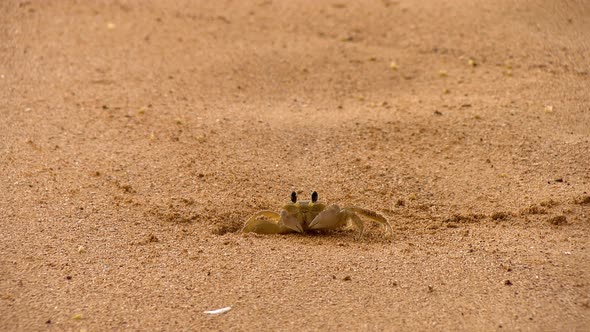 Tropical Crab in its Natural Habitat on a Golden Beach in the Caribbean