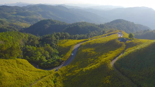 Aerial view of tree Marigold or yellow flowers in national garden park and mountain hills