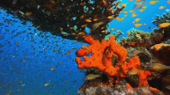 Underwater Red Sponge