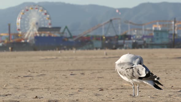 Sea Gulls on Sunny Sandy California Beach, Classic Ferris Wheel in Amusement Park on Pier in Santa