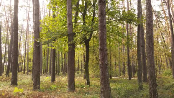 Forest with Trees in the Fall During the Day